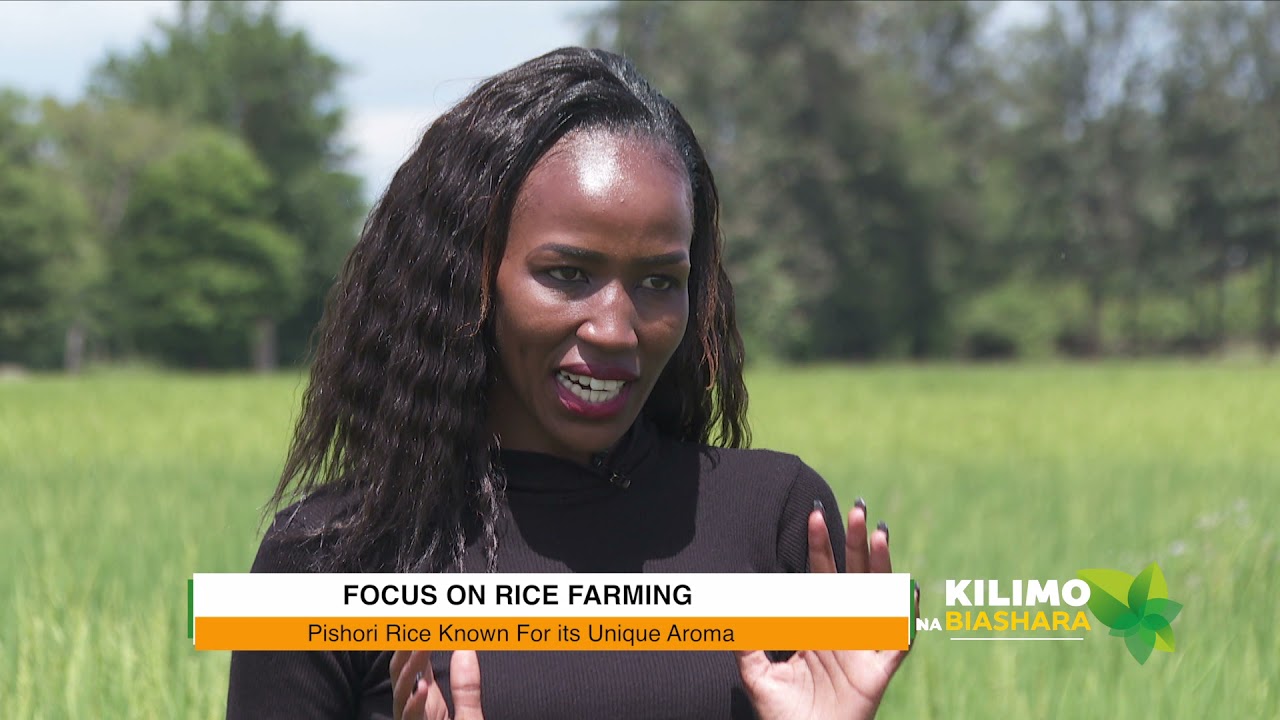 Kilimo na Biashara | Rice farming