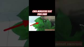 cara mengatasi ulat pada daun #pupukpenyuburtanaman #pupukcair #caramerawattanaman