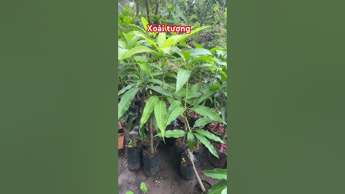 4. Cách chăm sóc cây xoài tượng