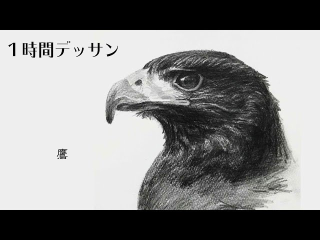60 ライブドローイング 鷹をリアルに描くデッサン drawing - YouTube