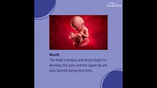 3rd Month of Pregnancy  - Baby Development