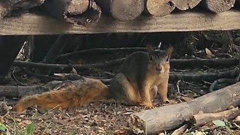 Caring for wild disabled squirrel: Part 1
