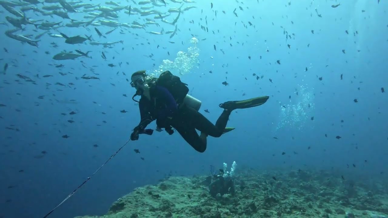 Blue Corner Palau 2025