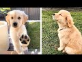 🐶 These Golden Puppies Help You Happier Everyday 😍 | Cute Puppies