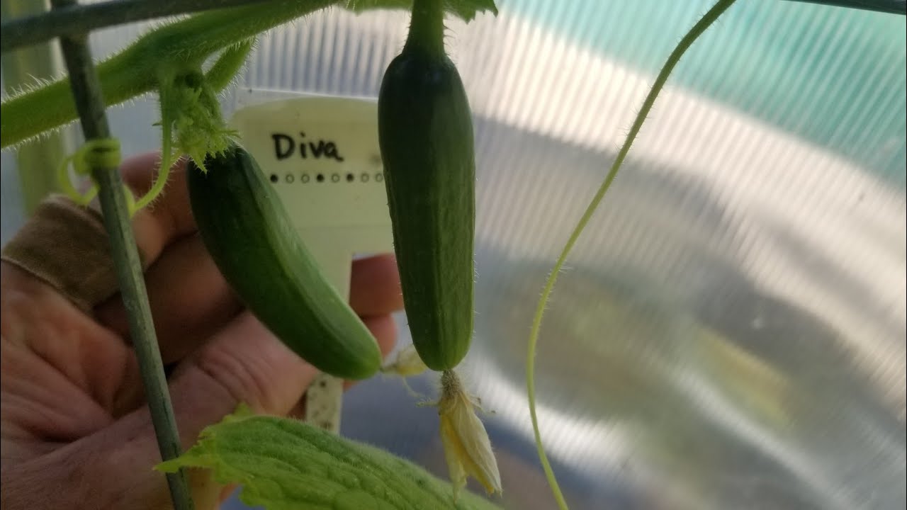 Another Walkthrough of Parthenocarpic Cucumber Trial YouTube