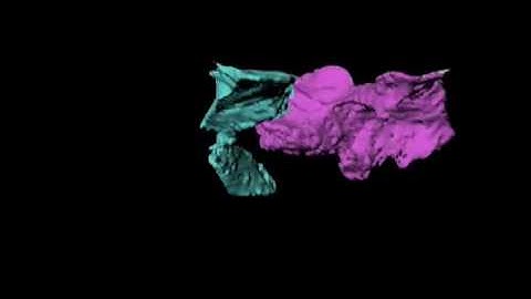 3D Visualization of a Juvenile Ichthyostega