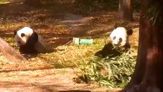 Throwback Panda Mom & Cub Munch Bamboo Together 大熊猫母子260913