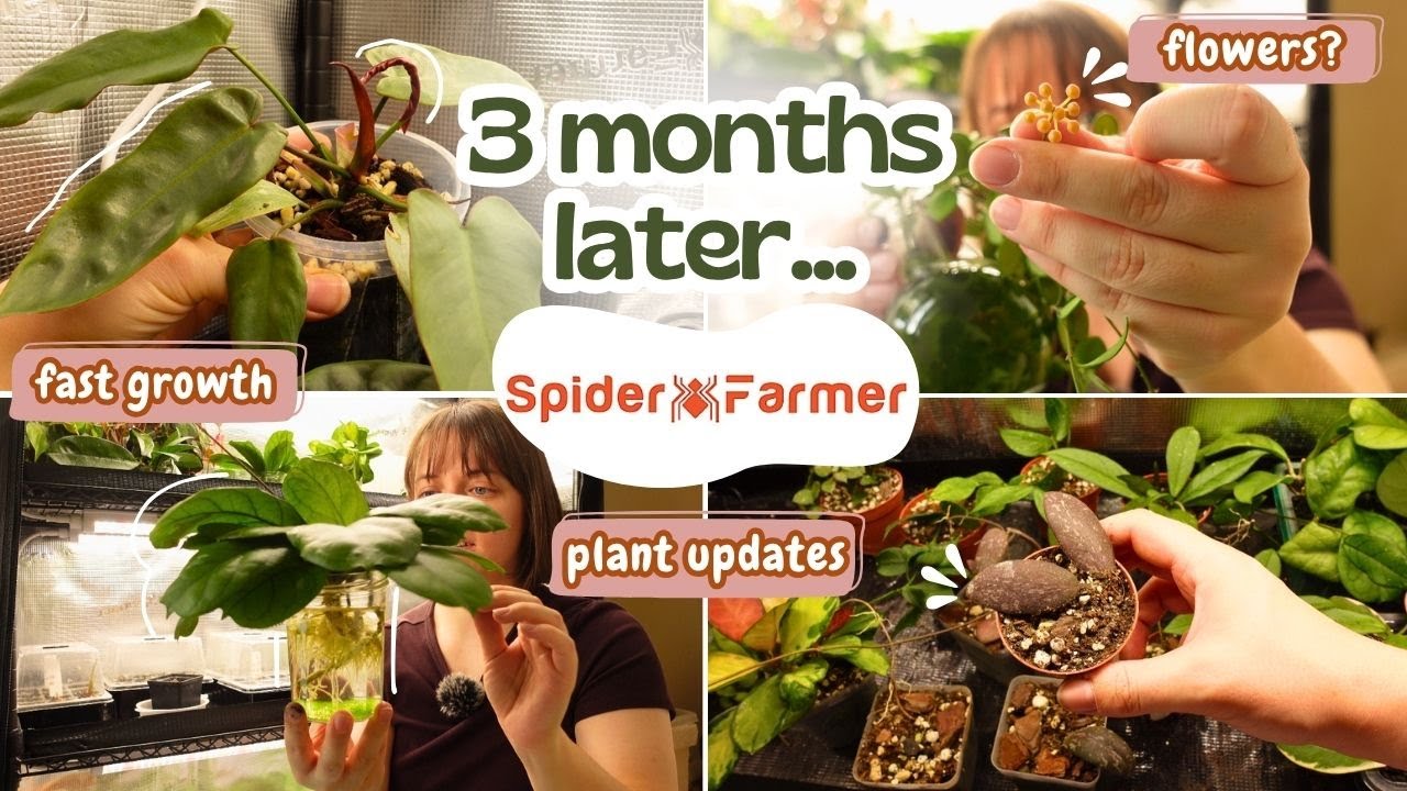 Обновление стенда для растений Spider Farmer + пошаговое руководство | Обновление за 3 месяца 🌿
