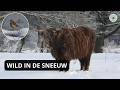 Sneeuw in het bos | Vogels, Schotse Hooglanders, Konik &amp; Vos winter wonderland