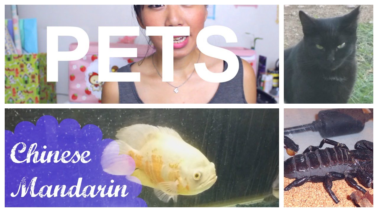 Mandarin Lesson Pets Cat, Dog, and... Snake. YouTube
