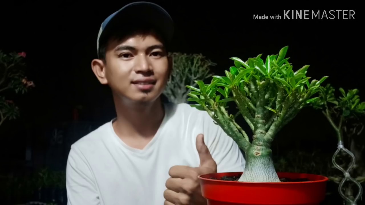 CARA MEMBUAT ADENIUM BERCABANG RIMBUN #rachmannursery #adenium #adeniumcabser #adeniumpercabangan