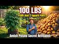 Grow 100 Lbs Of Potatoes In 2 Square Feet The Amish Potato Tower Secret Nobody Tells You 