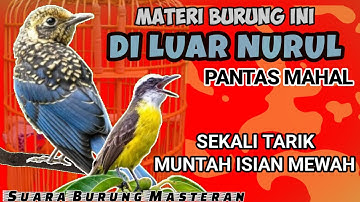 DI LUAR NURUL!! PANTAS MAHAL || SUARA MASTERAN BURUNG FULL ISIAN Tembakan - MATERI ISIAN MEWAH