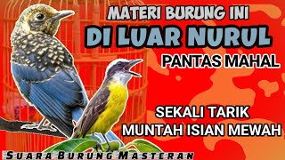 DI LUAR NURUL!! PANTAS MAHAL || SUARA MASTERAN BURUNG FULL ISIAN Tembakan - MATERI ISIAN MEWAH