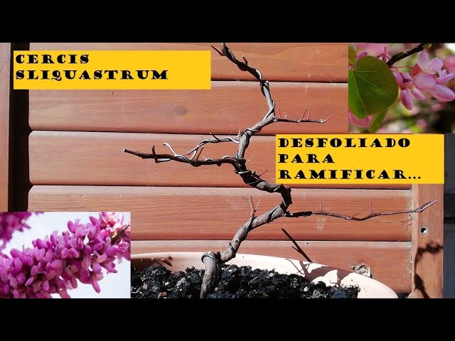 bonsai carmona cuidados Comprar Bonsi Carmona microphylla online | April Plants