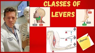 The Three Classes of Levers in the Human Body