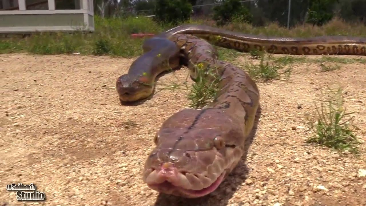 Фото Самых Больших – Telegraph