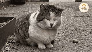 Lonely Stray Cat Lived in Fear for Years — Then He Finally Felt Safe