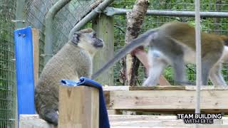 Lakeview Green/Grivet Monkey Team Build