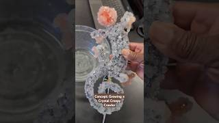 Watch Growing Crystals Using A Borax Solution