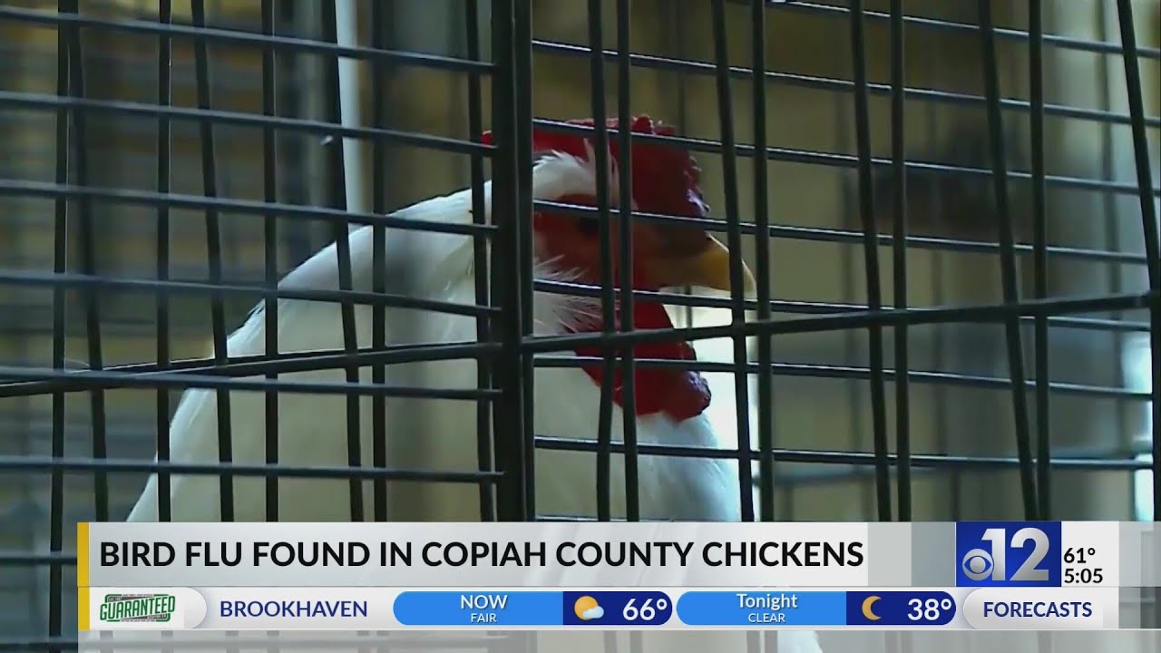 Bird flu found in Copiah County poultry flock - YouTube