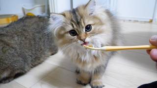 Cute kitten waiting for its owner to feed it with a spoon…
