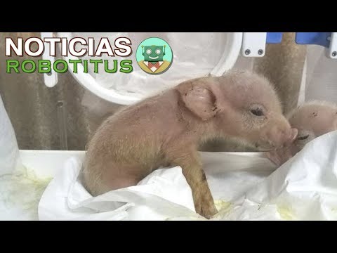 Vídeo: En China, Cruzaron Un Cerdo Y Un Mono - Vista Alternativa