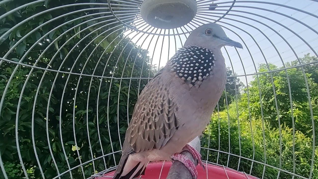 ✨ เสียงนกเขาใหญ่