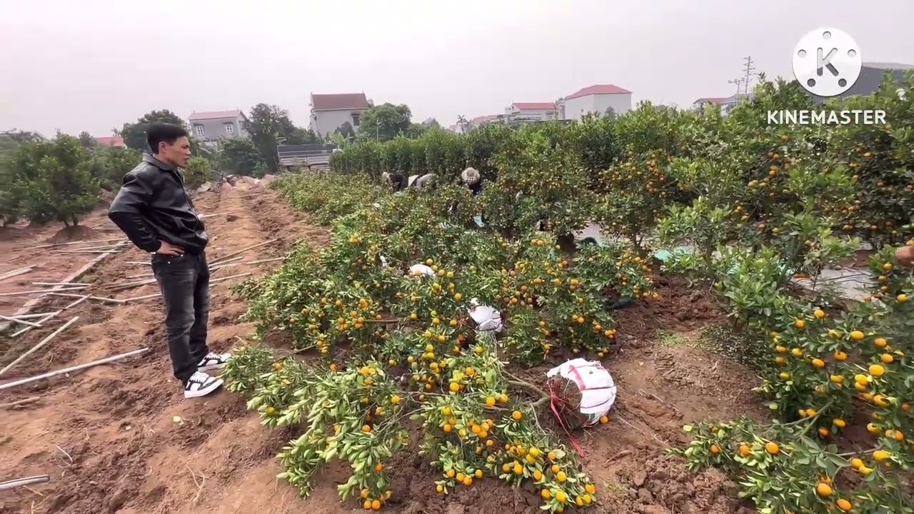 hung yen co nhieu hoa cay canh