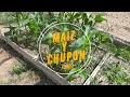 El MAIZ y sus chupones. ¿Podamos?