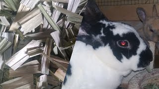 1 Cara Membuat Hay Untuk Pakan Kelinci Simple Bergizi Tinggi