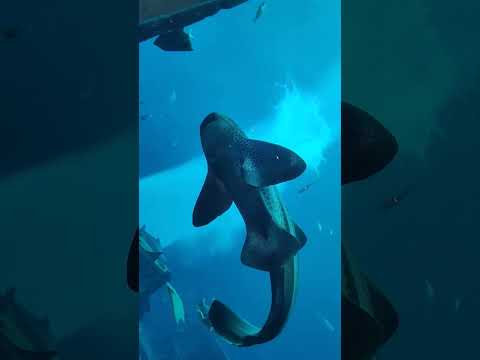 One of the biggest aquarium in the world- The Lost Chambers Aquarium Dubai