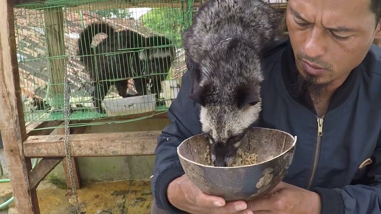 cara merawat musang || musang harus sering di hendl #musang #musangpandan #brajamustimagic