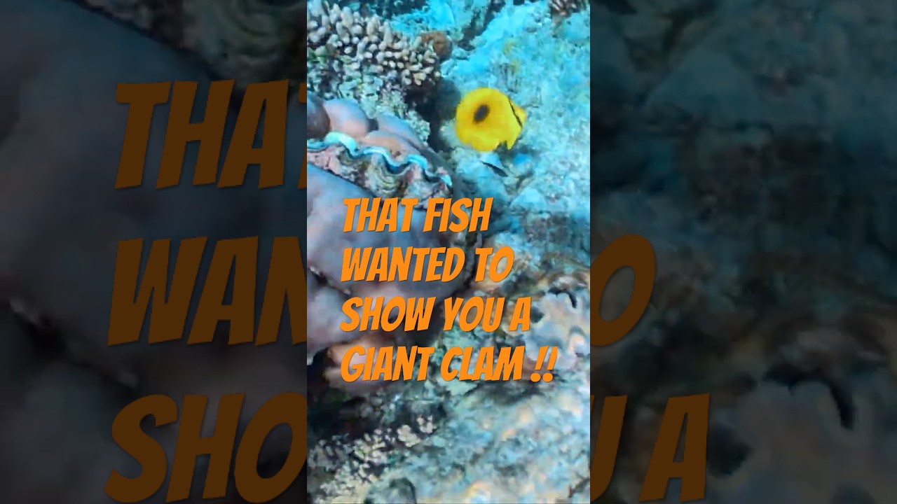 That Fish Wanted to show you a Giant clam !!