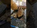 誰も訪れない廃家で見つけた巨大な養蜂場