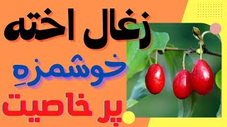 خواص میوه زغال اخته چیست؟