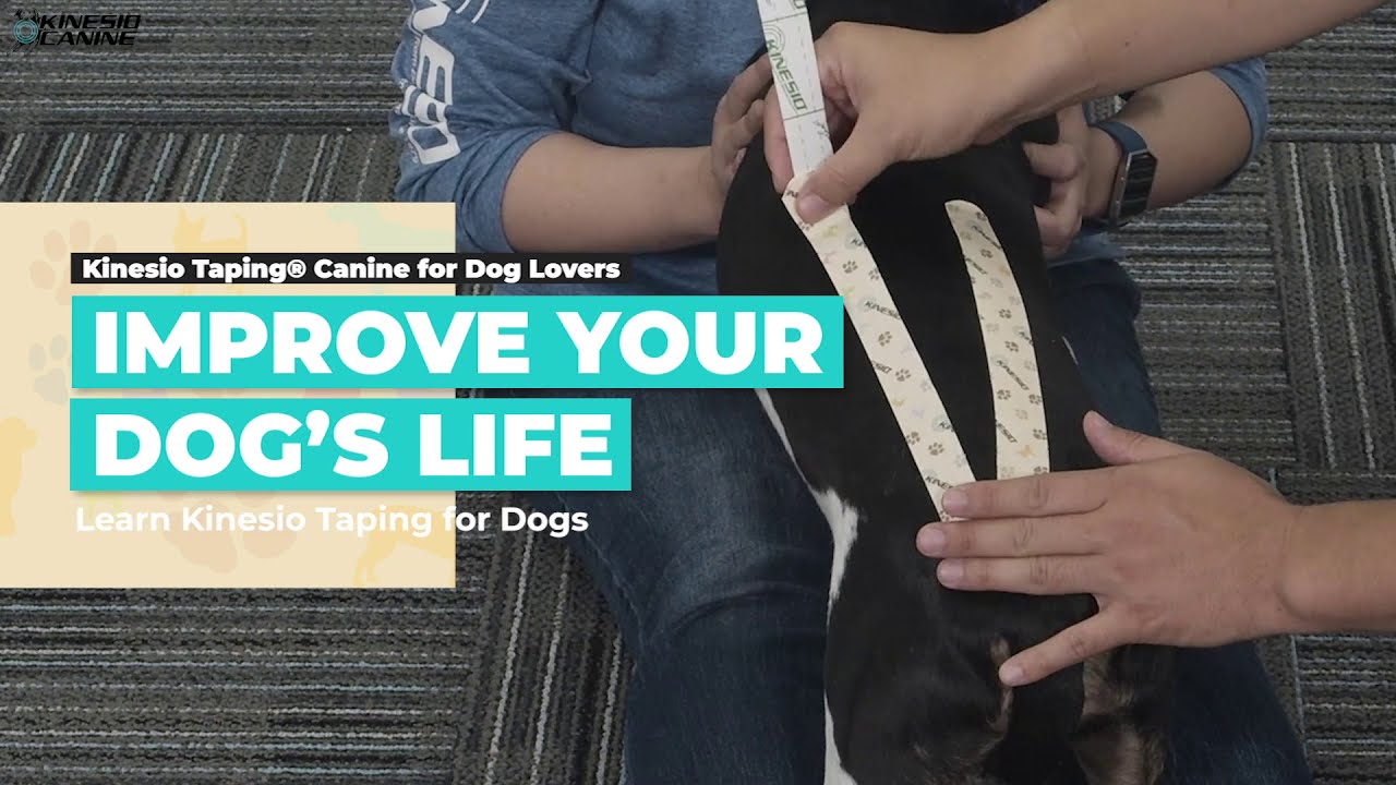 Kinesio Canine Dog Lovers Online Course YouTube