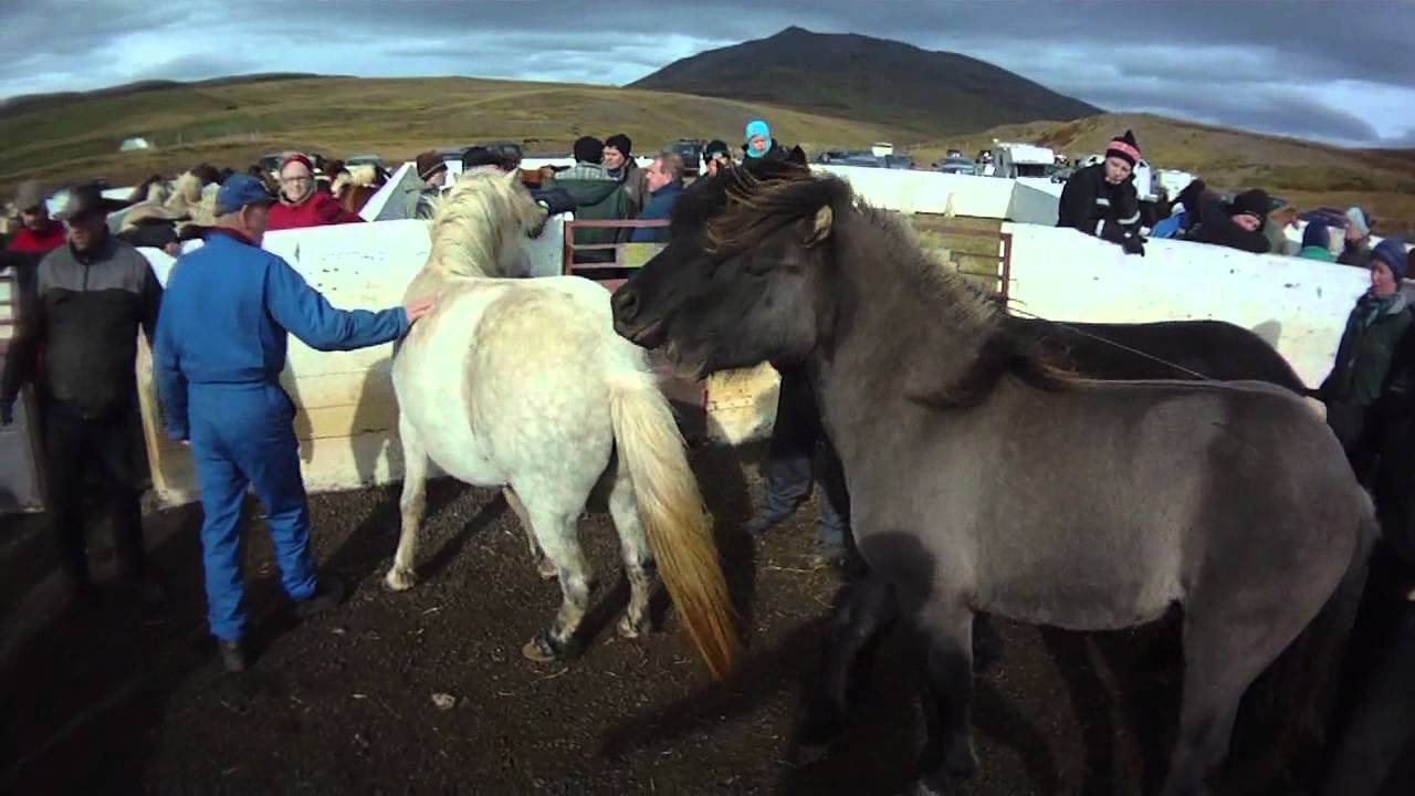 Skarpatungurétt horse corall in NW Iceland  Sorting horses
