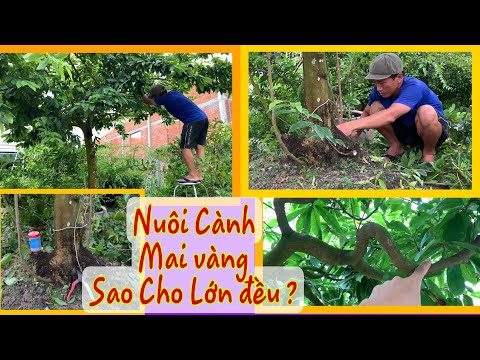 Video Cách Nuôi Cành Mai Vàng Lớn Đồng Đều. - youtube