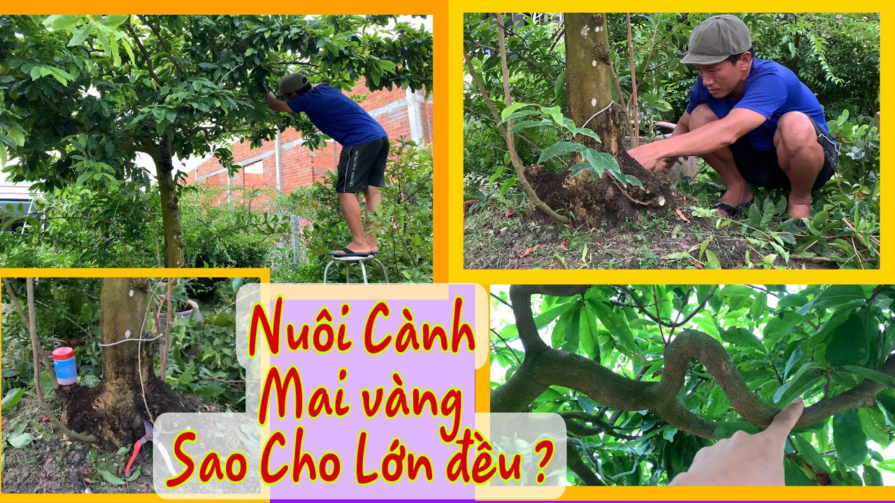 Cách Nuôi Cành Mai Vàng Lớn Đồng Đều.