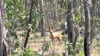 Relentless Pursuit  - Hard to Kill - Part 1