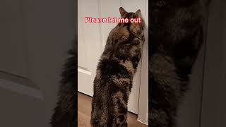 🤣🤣🤣 #cats #cat #catlover #funny #funnyvideo #funnyvideos #funnycats #funnypets