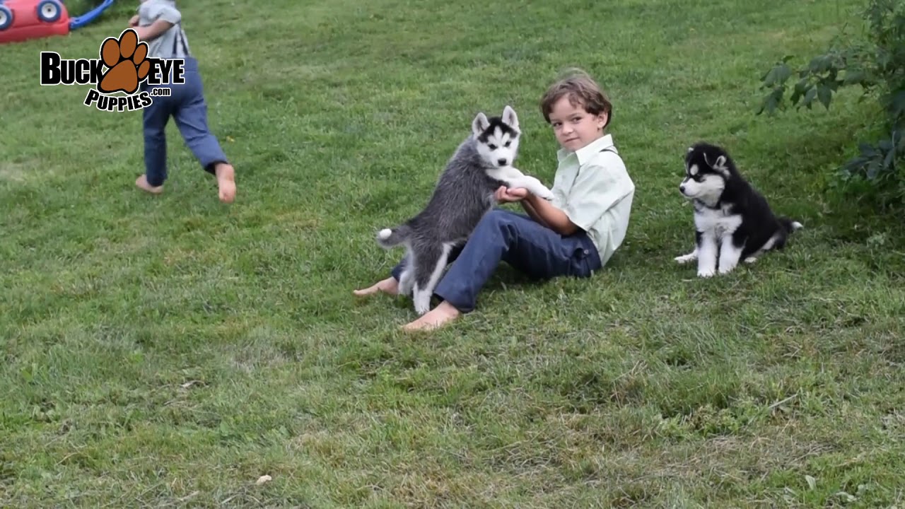 Huskimo Puppies