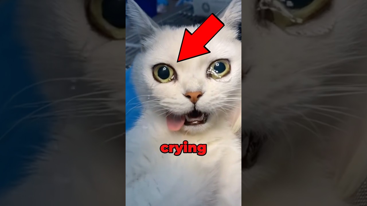 Cat Crying Tears