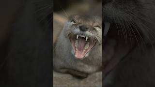 Why Otters Yawn ?  #otters