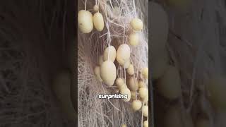 Hydroponic Potato Farming | Amazing Soil-Free Growing System