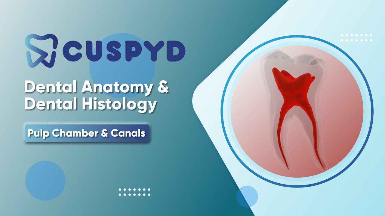 Pulp Chamber And Canals