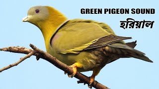 হরিয়াল ঘুঘু পাখির ডাক | Hariyal Bird Sound | Green Pigeon Call @wildindiamit​