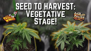 Seed to Harvest Part 3, Vegetative Stage for Apple Strudel & Trainwreck Autoflower Cannabis Plants!!