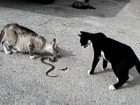 Gatos vs culebra